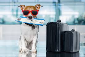 DOG BOARDING IN DELHI
